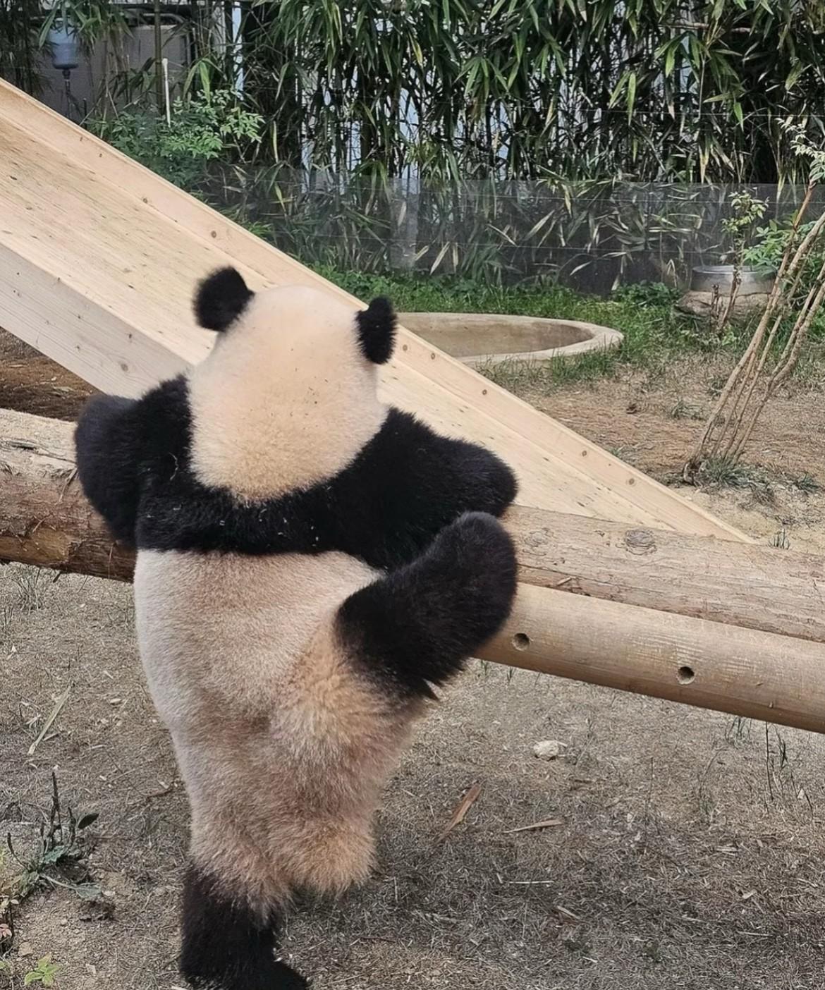 必须隆重安利我家大熊猫睿宝！
这小熊熊把“松弛感”直接焊在身上了，走哪儿都拽拽的