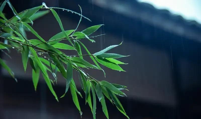 盼了一天的雨，到现在还没下。
下午四点左右，看到雇主家这边下雨了，特别高兴，赶紧
