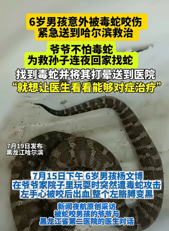 “上天保佑！”黑龙江牡丹江，6岁男孩意外被毒蛇咬伤，紧急送到哈尔滨救治。爷爷不怕