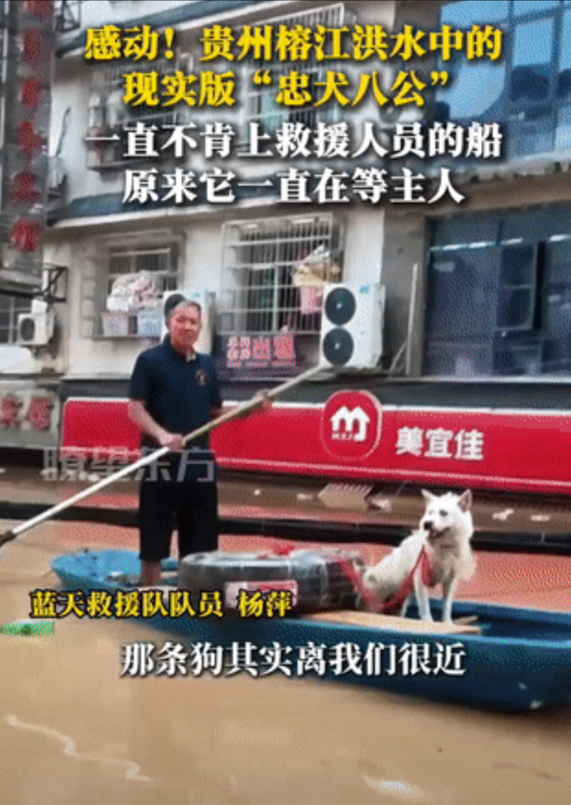 太感动了！贵州，发生洪水，救援人员发现了一只小狗，被绳子拴住，浑身湿透，他们想把