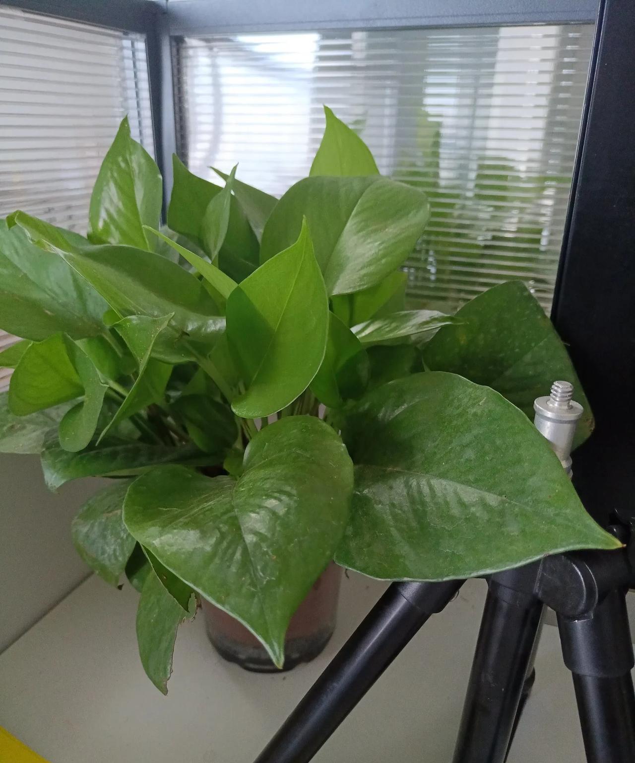 最近几天天气非常热，孩子学校教室没有空调，上课时确实炎热难耐。教育部门非常人性化