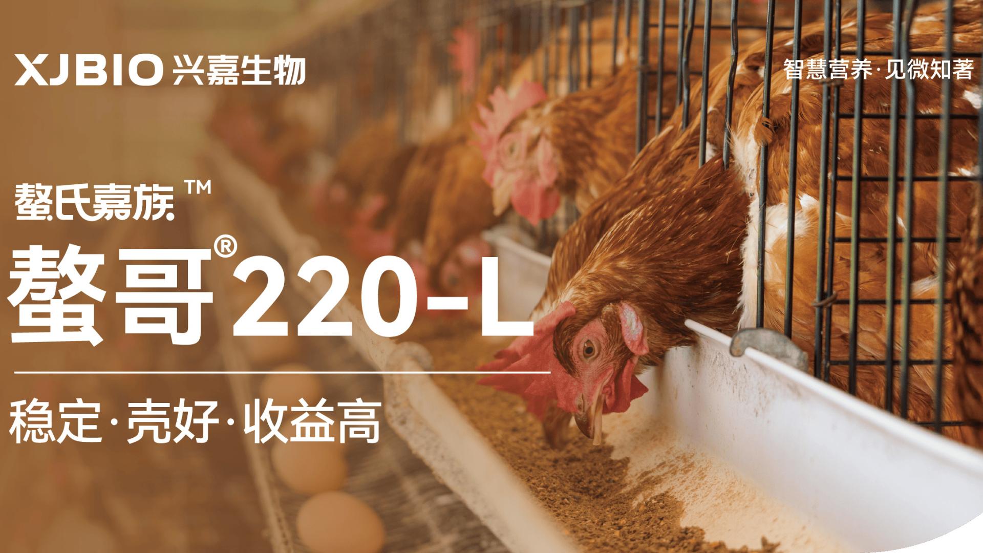 螯哥220-L对蛋鸡暗斑蛋的改善