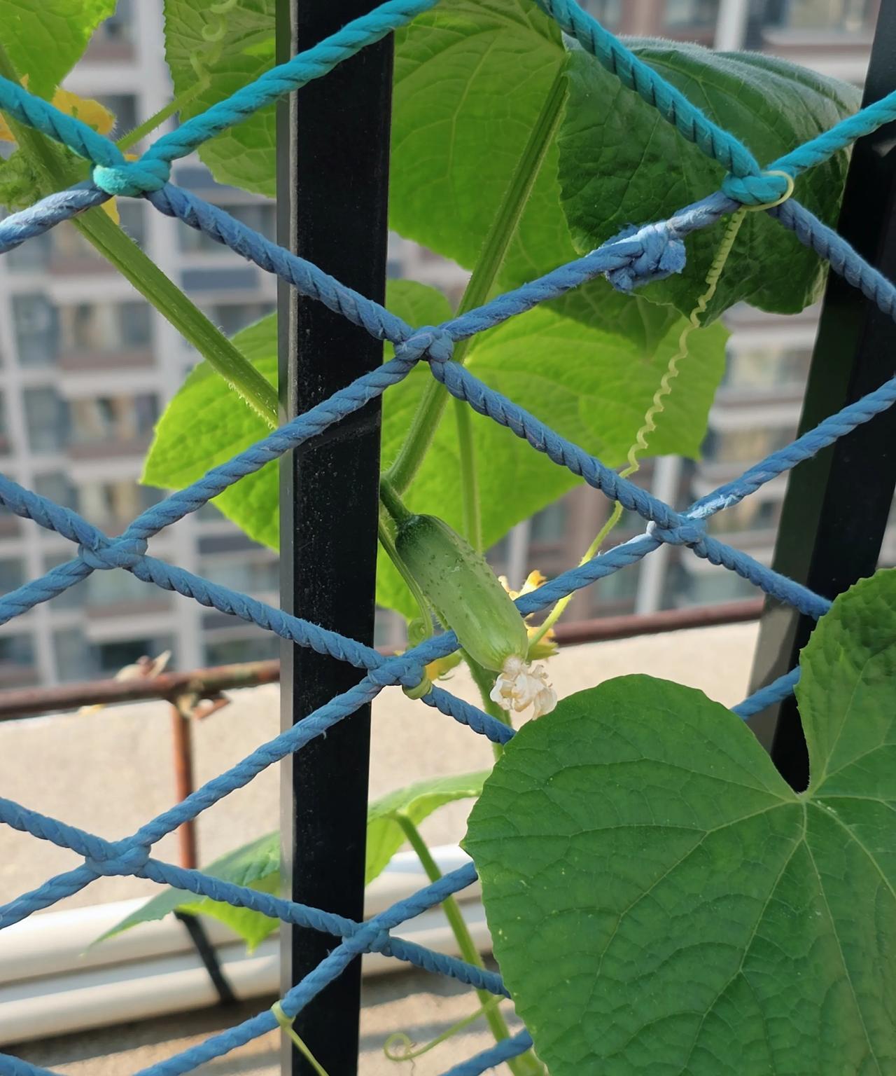 你看，这不就有希望了吗？外孙的愿望可以实现了……
五一期间我和外孙种的黄瓜，终于
