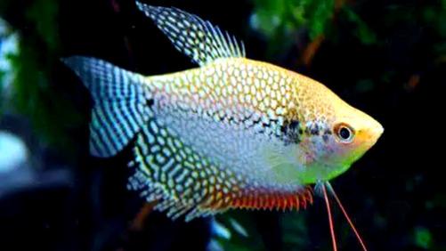 动物观察爱好员 之 珍珠马甲鱼