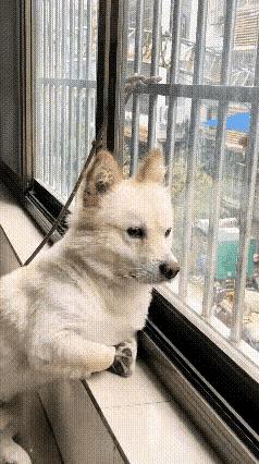 我家的小土狗最近被邻居家发情的小母狗吸引，天天往邻居家跑。邻居嫌它长的丑，准备找