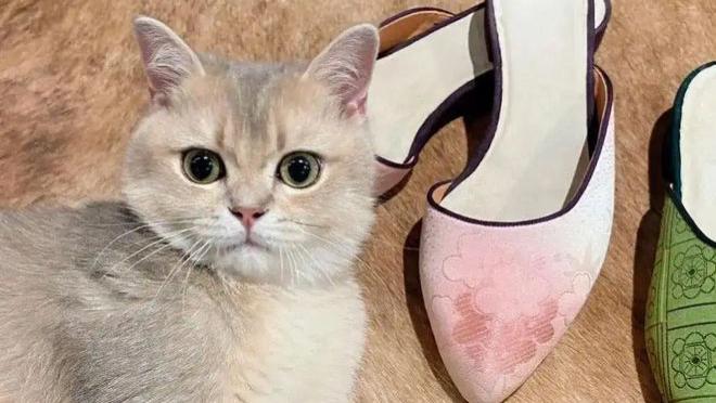 家猫圈养真相：科学数据破解自由迷思，宅居竟是幸福最优解！