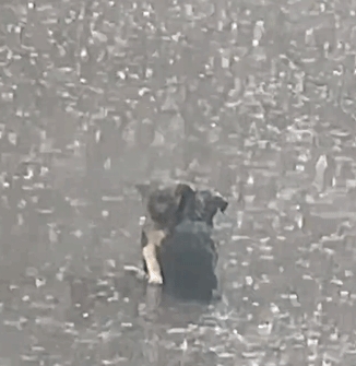 湖北恩施大暴雨，男子开车回家时，发现路中间有2个黑点，是2只小狗