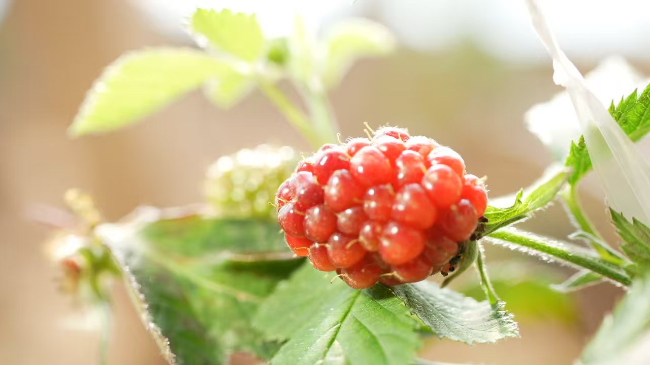 河南三门峡陕州区：黑树莓园里的“增收年味儿”