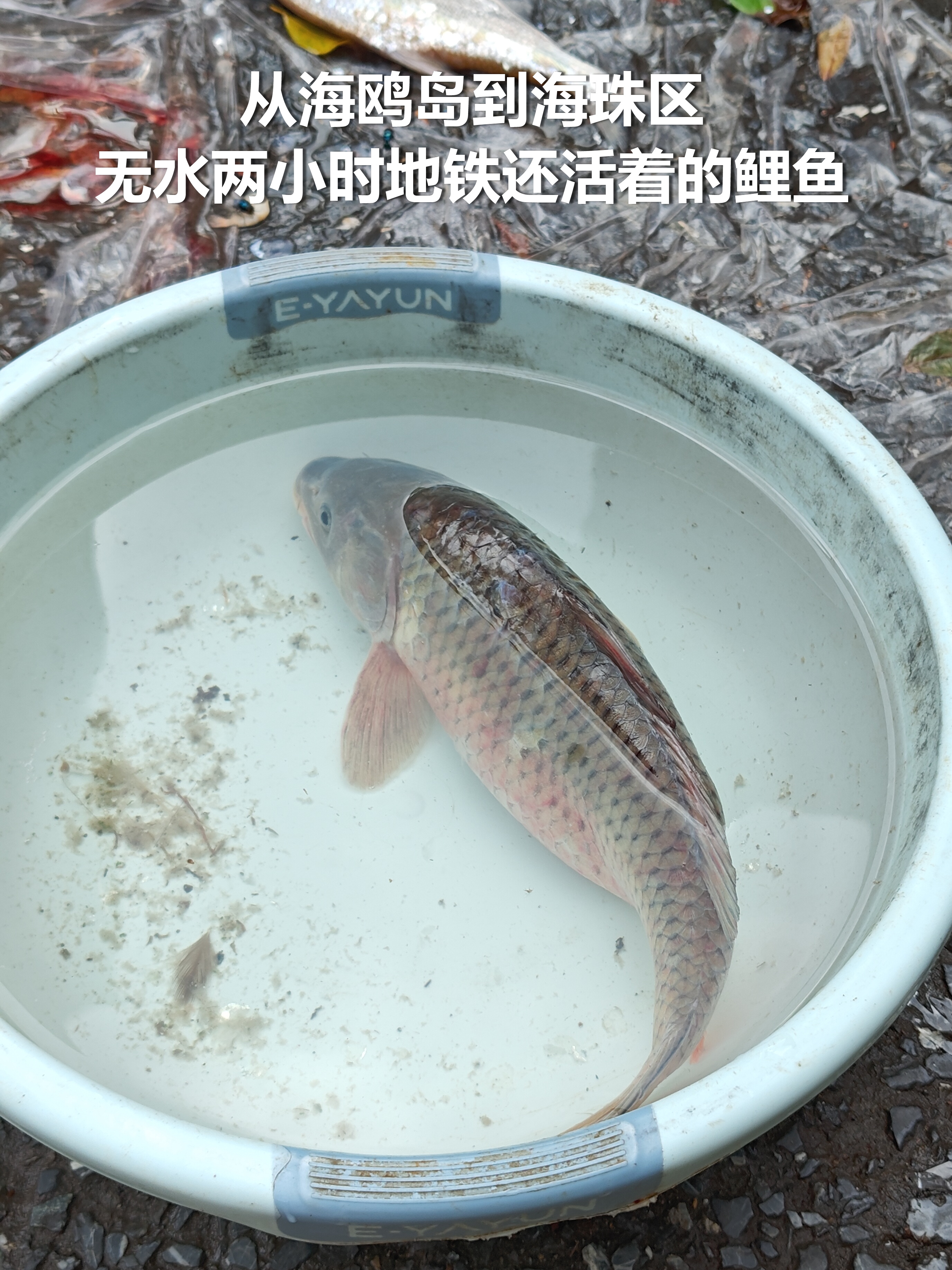 它值得被放生的。#广州# 