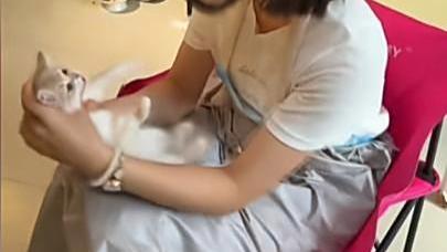 引起公愤！沈阳女子虐猫事件影响扩大，猫咖老板撕掉证件誓要死磕