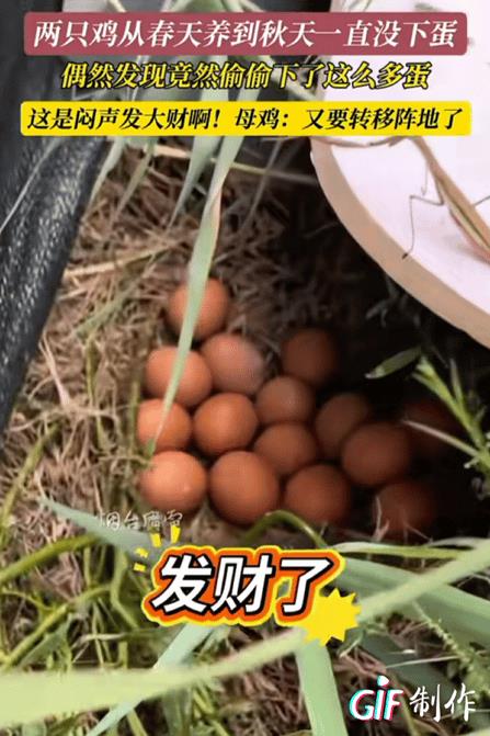 万物皆有灵性！山东，女子家养了两只母鸡，是从春天一直养到了秋天，每一天都盼着它能