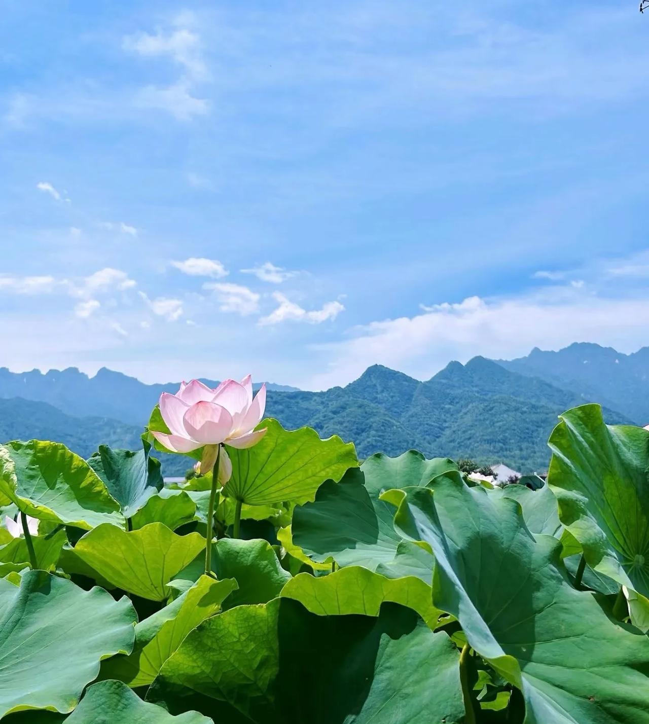 秦岭山脚下的荷塘，真不错呀。
青山映衬下的碧天莲叶很美，这个村子的所属地名叫王莽