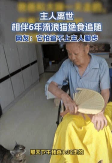 万物皆有灵！”山东烟台，一位老人去世了，不料养了6年的猫咪1个小时后也离开了人世