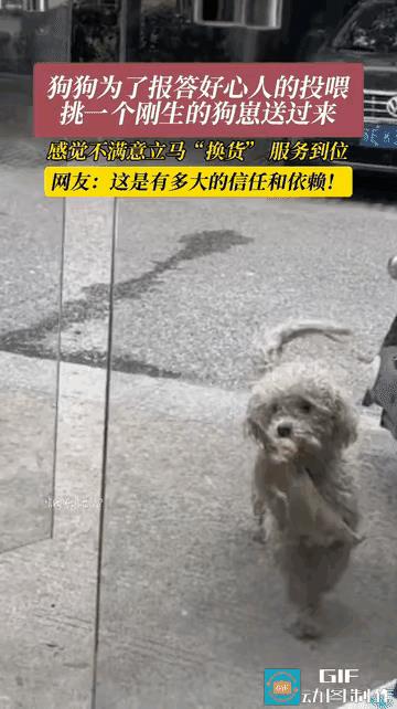 “被一只狗狗感动到了!”江苏，流浪狗在生崽后，为了报答长期投喂它的好心人，主动挑