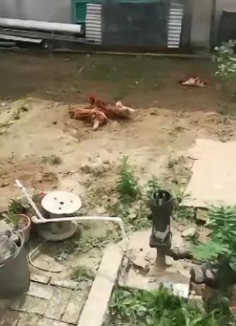 法律这回终于硬气了！深夜炮仗竟能吓死歹人？
老张家的土狗半夜叫得反常，王婶抄起晾