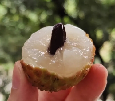 作为北方人，

一直觉得妃子笑荔枝挺好吃的，

却遭到广东朋友无情嘲笑：妃子笑是