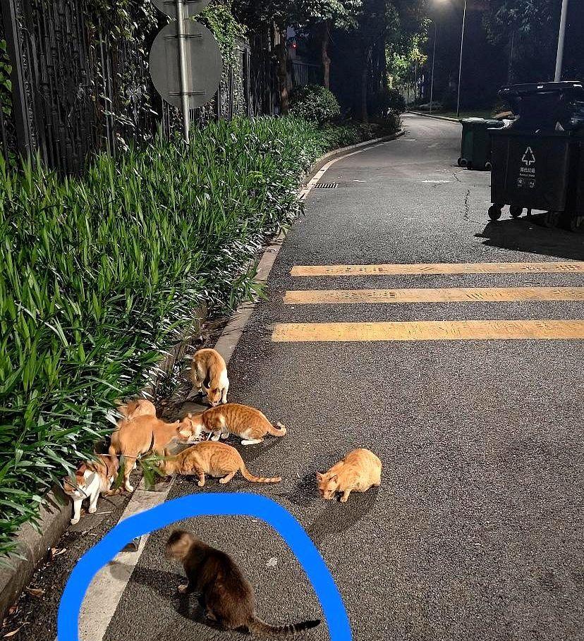 我有一种预感，三亚的流浪猫会变多。
是因为这次三亚女孩被蛇咬身亡事件，银环蛇属于