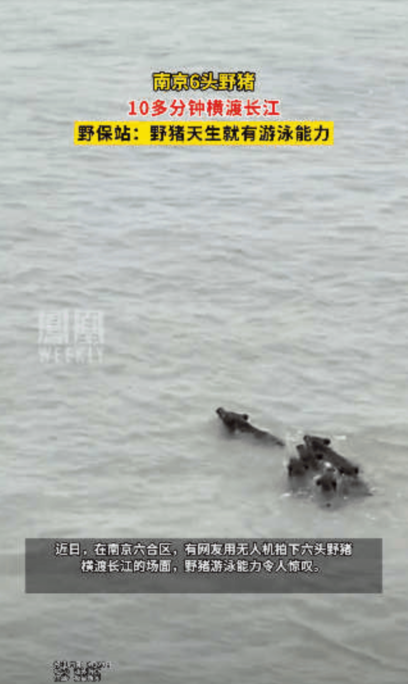 “科学解释不清楚！” 南京一男子用无人机在江面上拍摄，发现江面一群黑乎乎的不明物