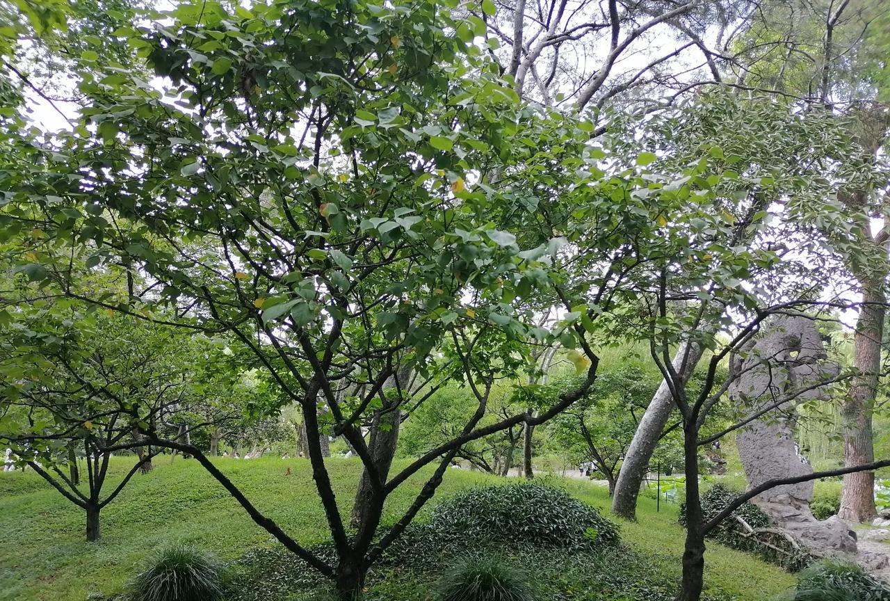 昨天晚上临沂咋那么凉快呢？不用开空调，开开窗，小风一吹还凉嗖的，感觉和立秋了一样