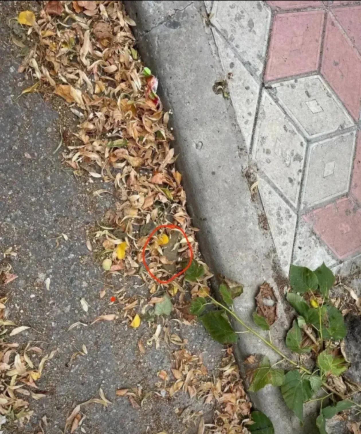 #乌克兰将退出渥太华禁雷公约#
在肥鹅看来，正式退出《渥太华禁雷公约》，基辅政权
