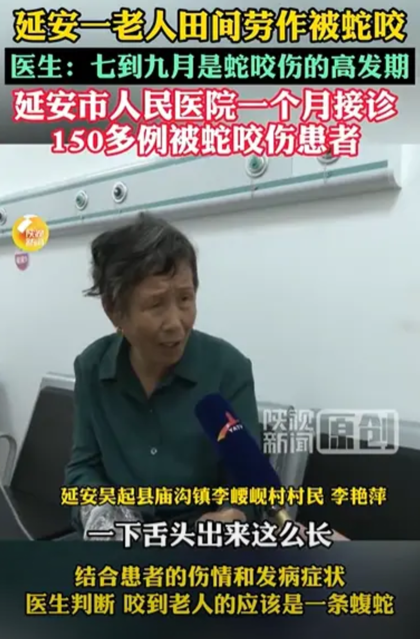 “防不胜防！”陕西，老人在地里干活，打下来一些山桃，她刚蹲下去捡，突然从树底里钻