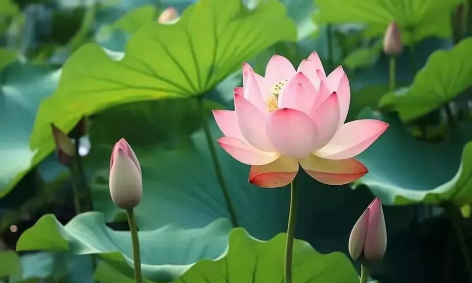 这两天的天气像着了火，一个字儿热，两个字儿忒热！
昨天最高气温是37度，今天是3