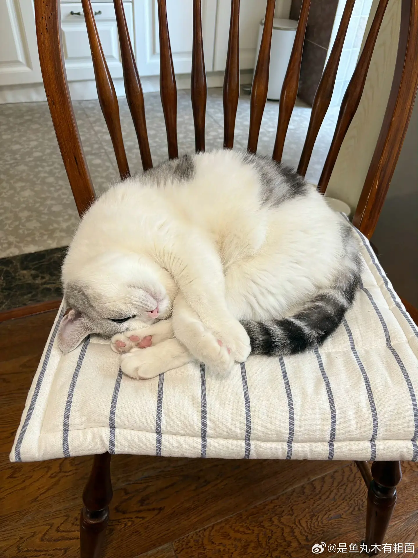 小猫睡得真香呀
呼噜打的也是真响啊
