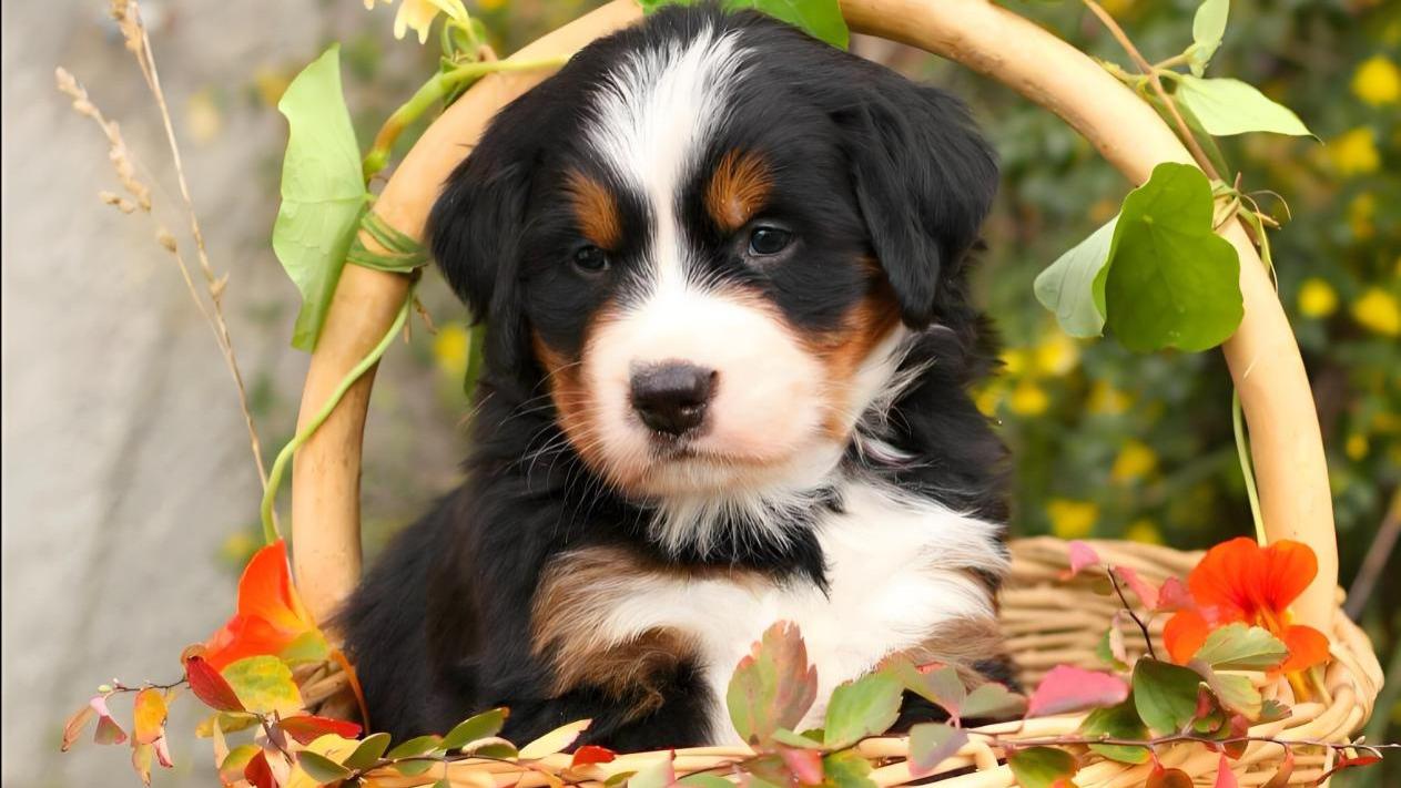 寿命最短的8种狗狗，为何它们的寿命难超10年？