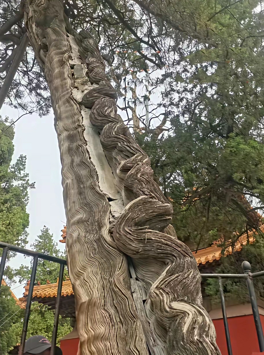 乾隆靠过的树
