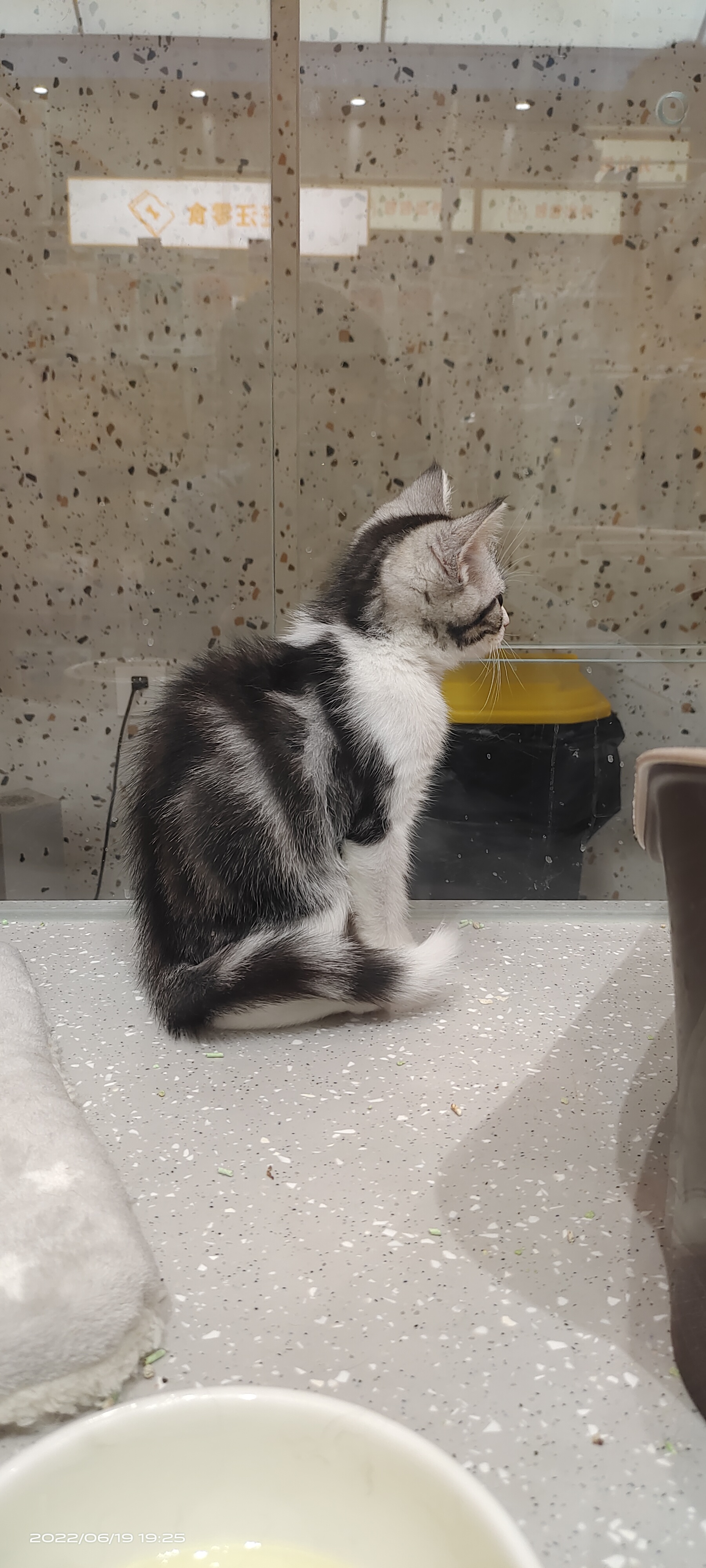 吃饭的小猫咪最可爱