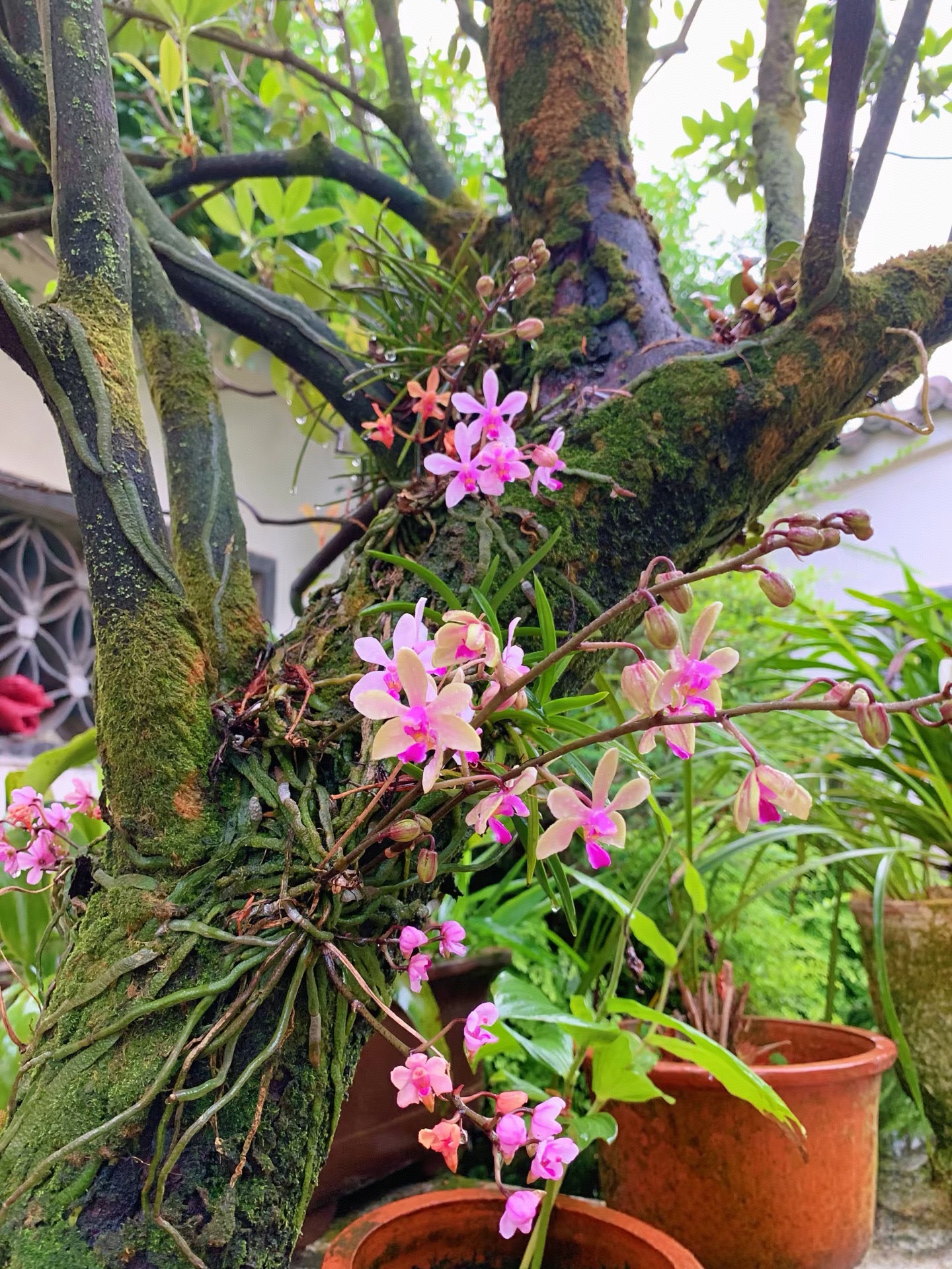 椰壳为啥能种附生兰？