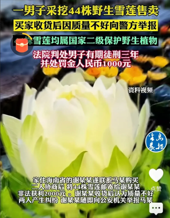 “吃一堑长一智！”新疆，男子在山上采蘑菇时，意外发现山坡有野生雪莲，他一口气把4