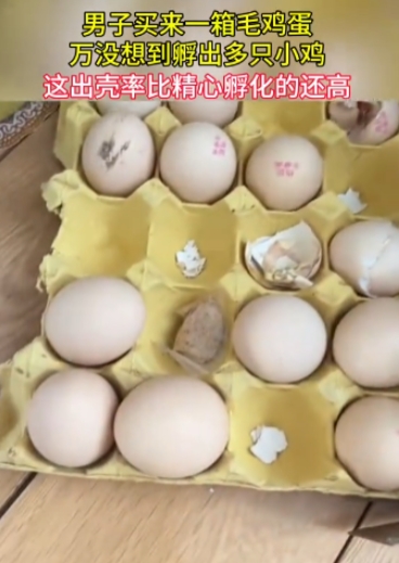 男子买了一箱生的毛鸡蛋，收到后就在家里放了几天，鸡蛋竟然全部孵成小鸡了