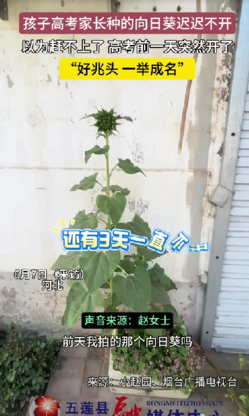 太神奇了！河北一女子在高考前给孩子种下一棵向日葵，女子用尽办法让向日葵开花，但就
