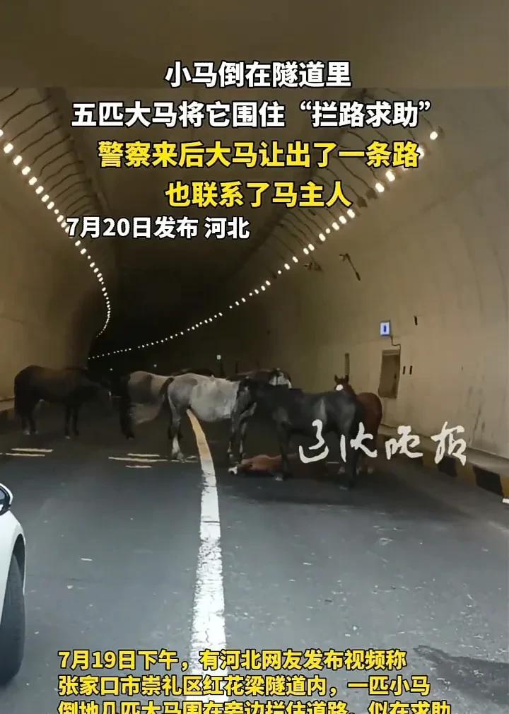 看哭了！7月20日，河北张家口一处隧道内，一匹小马由于生病突然倒地，几匹大马见状