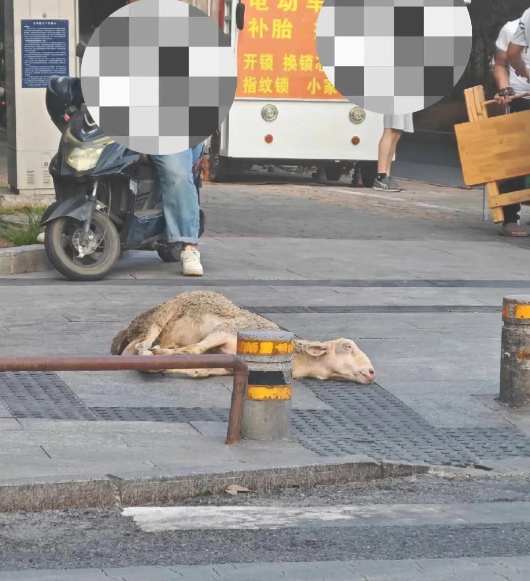 昨天下班路过烧烤摊，看见旁边拴着一只活羊，羊得眼神儿，又惊又慌，绝望又无助，心里