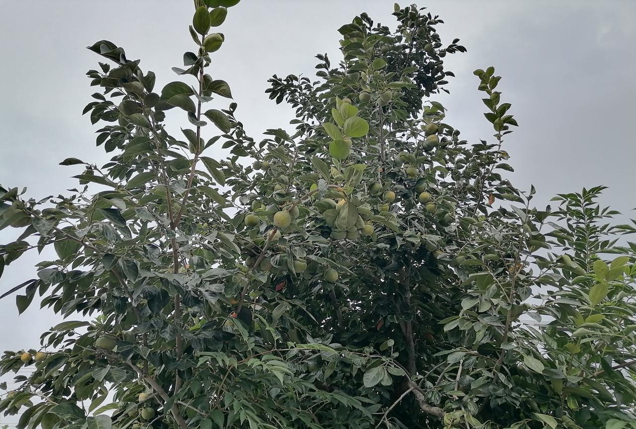 烟台和临沂各县代表性特产对比。
细数一下烟台各地代表性特产，看看有没有漏的？
栖