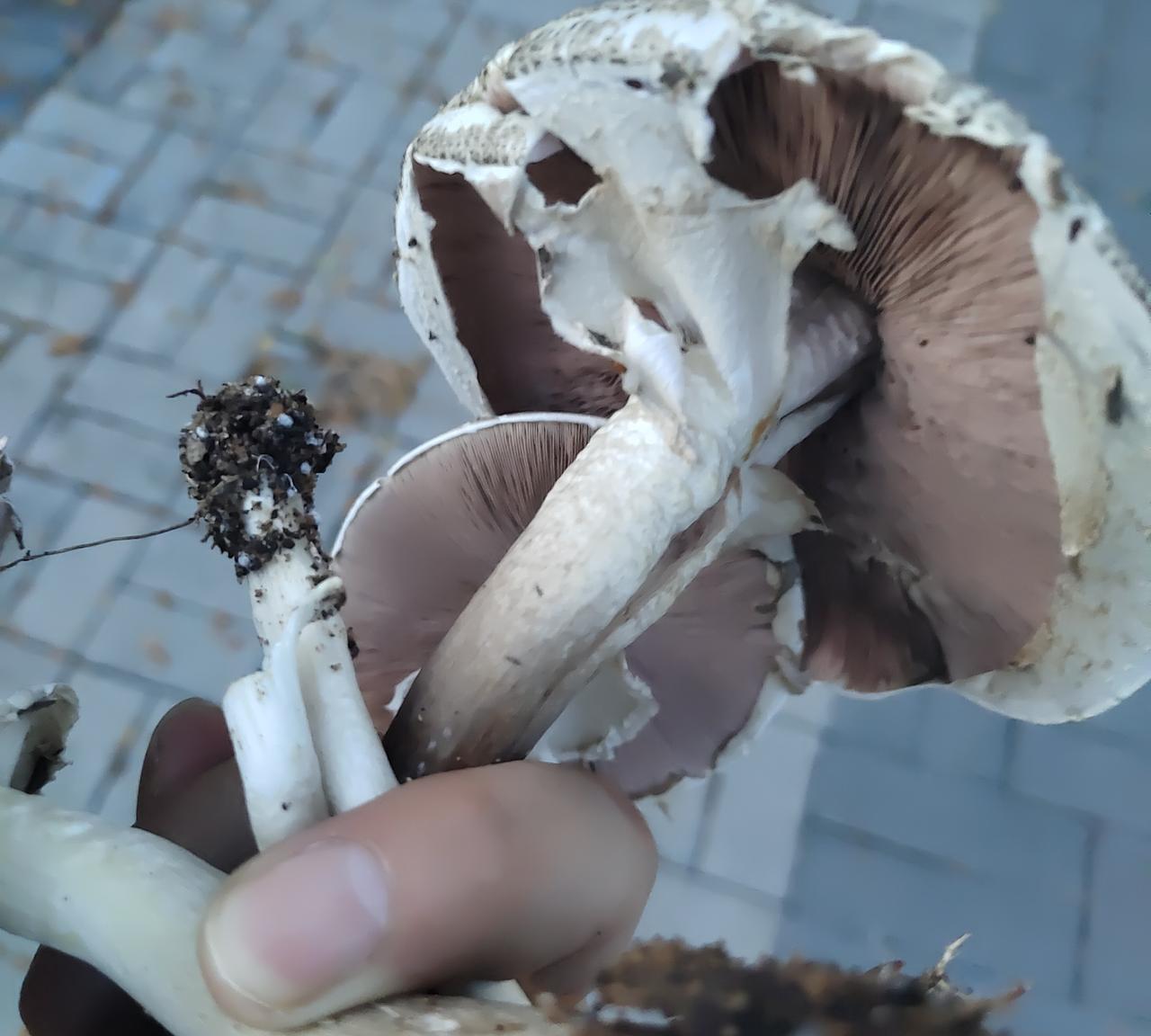 这是三亚林地采的野生菌，不知能不能食用。