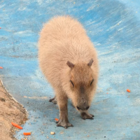 卡皮巴拉乡村大喇叭