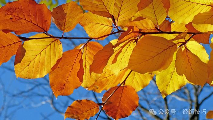 脸色暗黄？常按三处穴位！一通、一清、一养，气色从内透出来