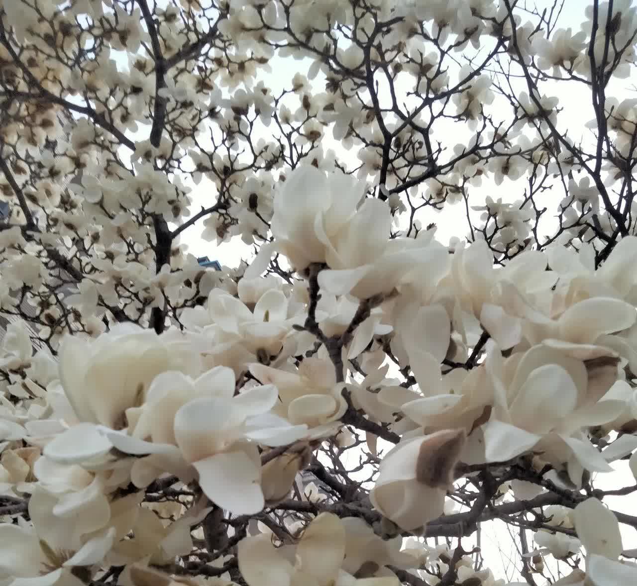 从美丽少女到70多老太婆，经历无数风雨，大起大落，一直坚强面对。晚年修成慈祥温和
