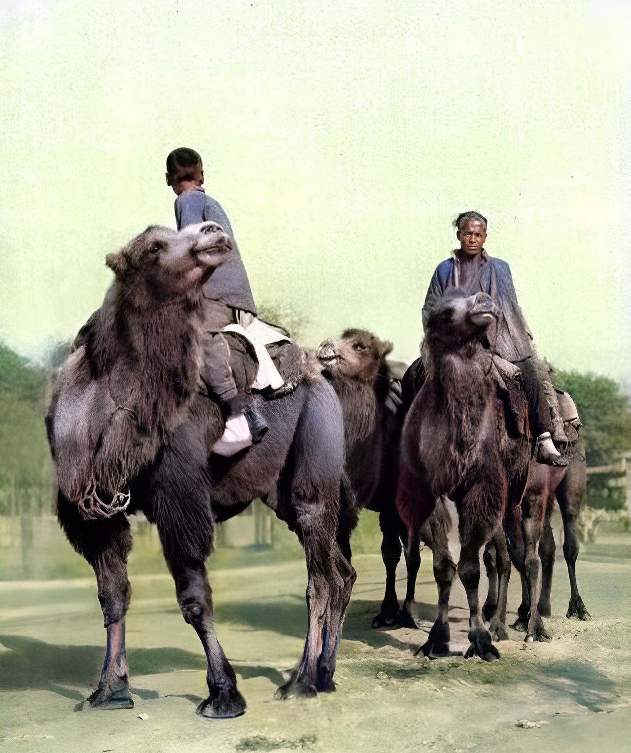 这张照片拍摄于1927年。北京父子俩骑在骆驼上即将远行。当孩子到了一定的年龄，父