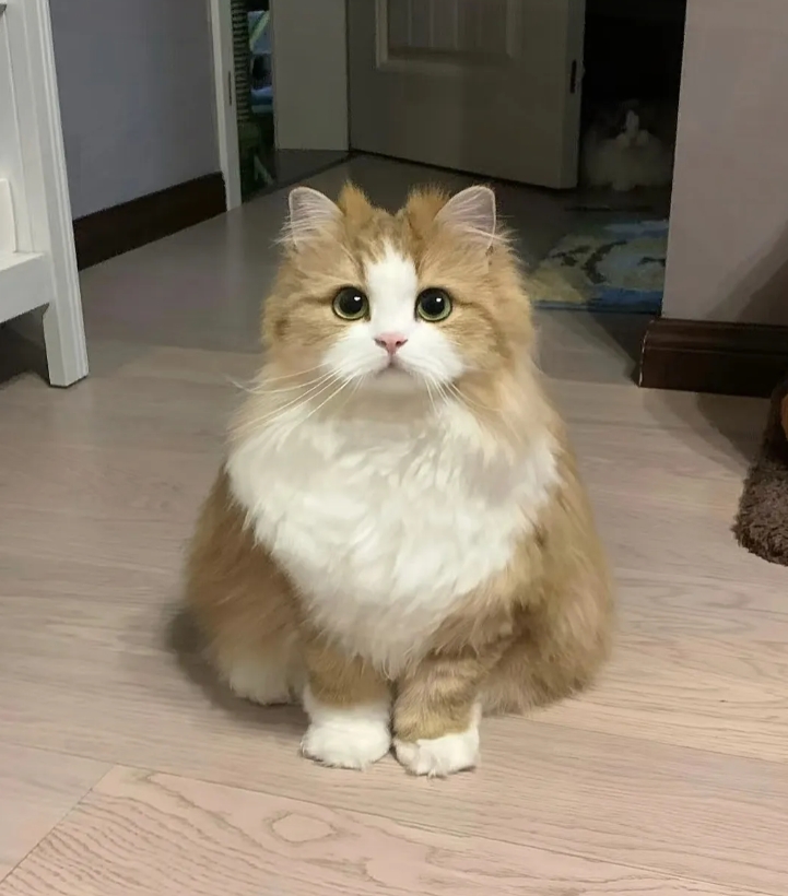 离婚那天，我揣着离婚证，什么都没要，唯独把我家猫带走了，现在想想，那可能是我这辈