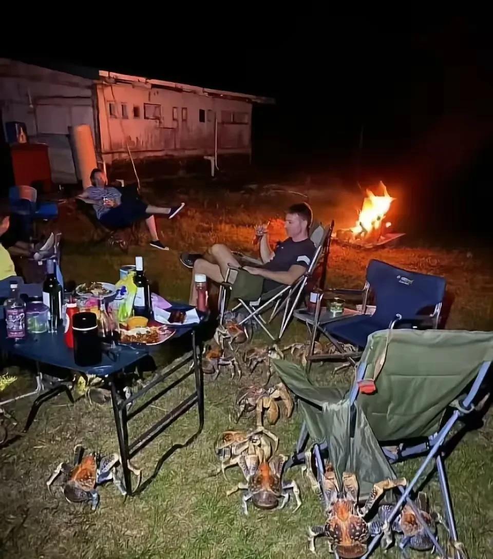 澳大利亚一家人露营的时候，成群的椰子蟹大军入侵了他们的营地，椰子蟹大军来和他们争