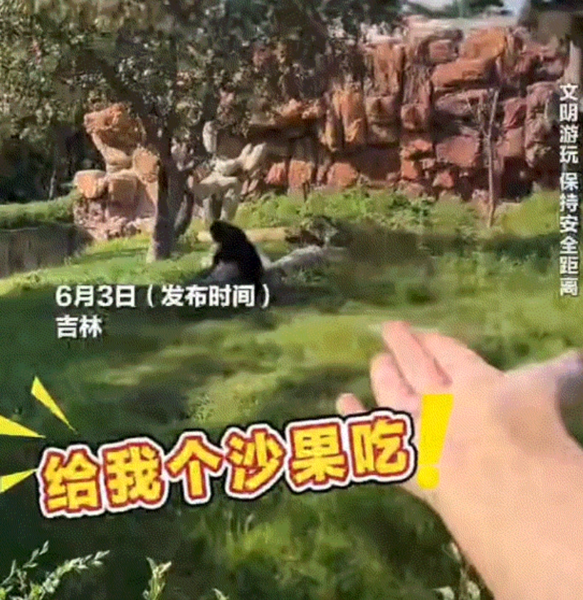 笑不活。吉林，一女子去动物园看猩猩时，看到猩猩院里有沙果，于是女子便向猩猩要果子