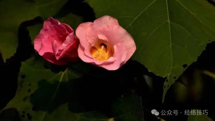 常按这3个穴位的人，有助肝血充足、气色好、人不显老