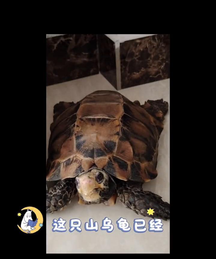 这只山乌龟已经100多岁了，是爸爸当年打越战时在山上捡到的。懂的人说看龟壳当时就