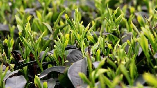 炎陵红茶：红茶的后起之秀