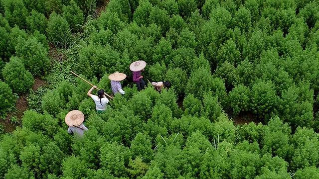 农村必须除掉的杂草，每年挽救万千生命，成广西山民致富草