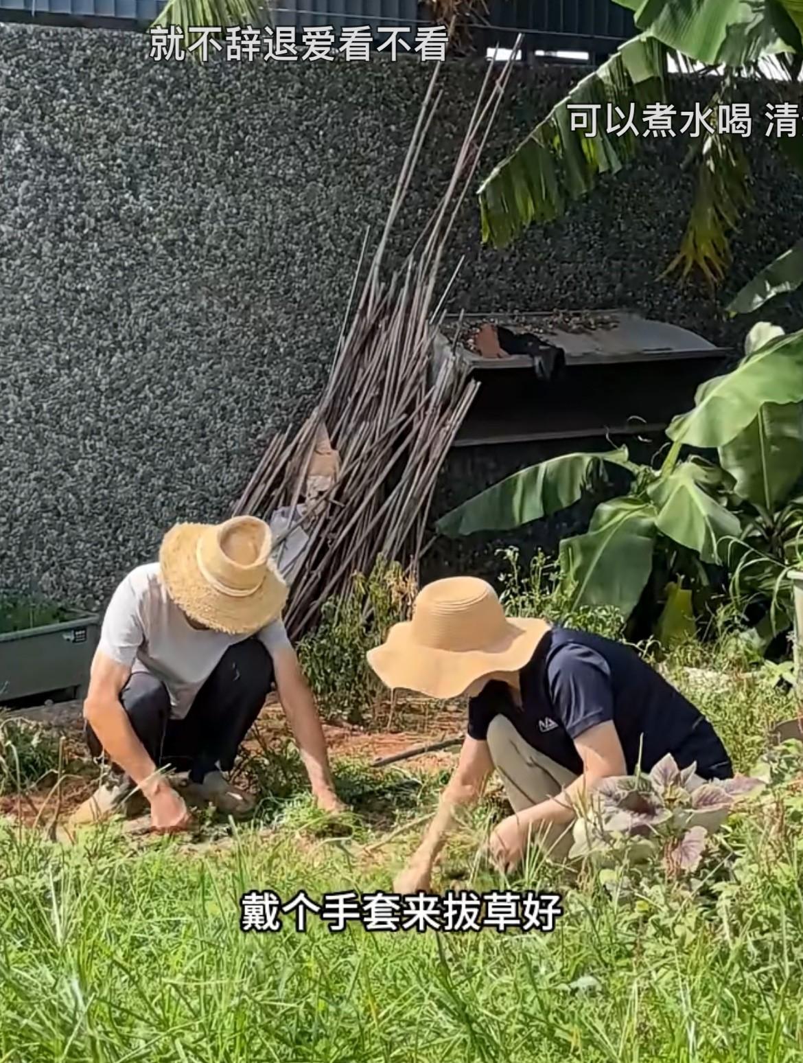 小凤老爹、小娜和红姐一同到天台菜园干活，因为一个月没打理，园里杂草早已疯长。刚开